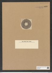 Actinoptychus delectus A. Schm. (de-Toni-Nr.: Genus 227, Species 5599) Zeichnungen Sammlung Grunow Nr. 9488 (NHMW-BOT-W0379464)